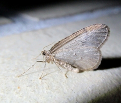 Operophtera