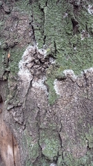 Athelia arachnoidea