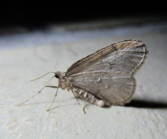 Operophtera
