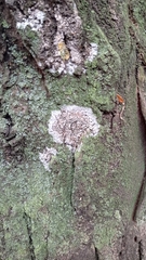 Athelia arachnoidea