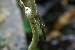 Pseudophasma bispinosum