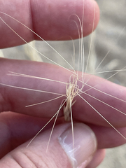 Aristida adscensionis