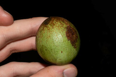 Sapotaceae