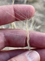 Aristida adscensionis