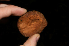 Sapotaceae