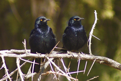 Onychognathus nabouroup