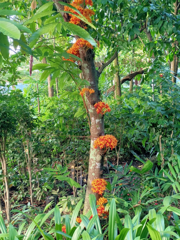 ashok (Saraca indica)  iNaturalist