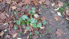 Malva neglecta