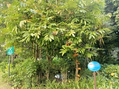 Saraca indica