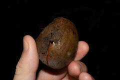 Sapotaceae