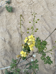 Erythrostemon pannosus