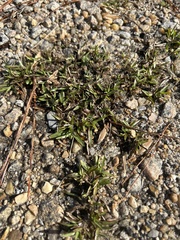 Stenotaphrum secundatum