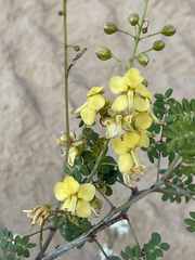 Erythrostemon pannosus