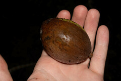 Sapotaceae