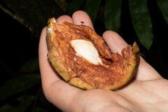 Sapotaceae