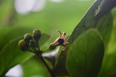 Lycianthes sanctaeclarae