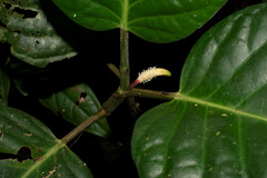 Piper truman-yunckeri