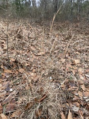 Andropogon virginicus