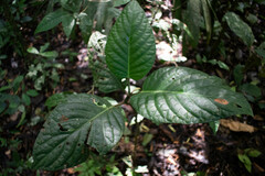 Piper truman-yunckeri