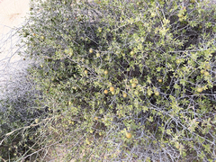 Diospyros intricata