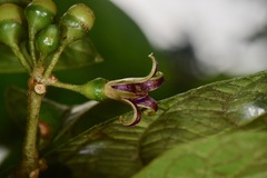 Lycianthes sanctaeclarae