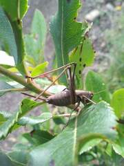 Thyreonotus corsicus