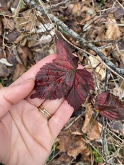 Rubus flagellaris