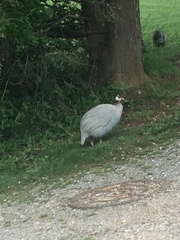 Numida meleagris domesticus