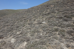 Nanophyton grubovii