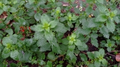 Urtica urens