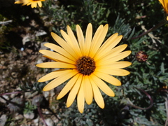 Asteraceae