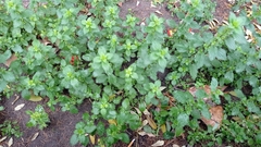 Urtica urens