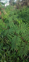 Mimosoideae