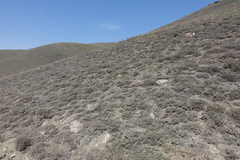 Nanophyton grubovii