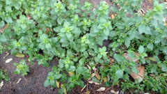 Urtica urens