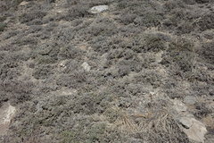 Nanophyton grubovii