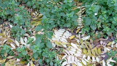 Urtica urens