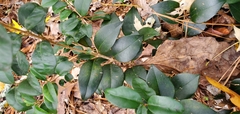Ligustrum japonicum
