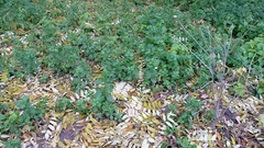 Urtica urens