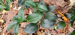 Ligustrum japonicum