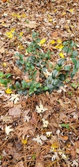 Ligustrum japonicum
