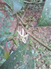 Chionanthus mala-elengi