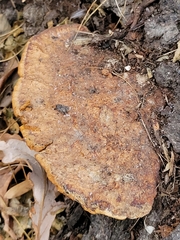 Fuscoporia gilva