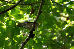 Turdus lawrencii