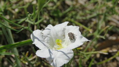 Tetragonoschema