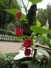 Callianthe megapotamica
