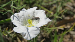 Tetragonoschema