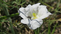 Tetragonoschema