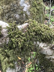 Dendroalsia abietina