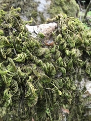 Dendroalsia abietina